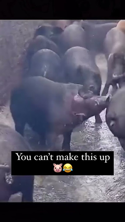Pig’s HILARIOUS Response to Getting Interrupted of romantic moment😆🐽 #pittypig #youtubeshort