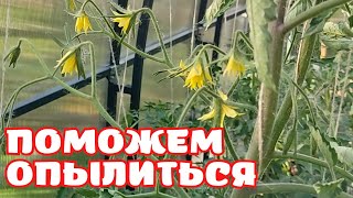 Опыление В Теплице | Для Лучшего Урожая