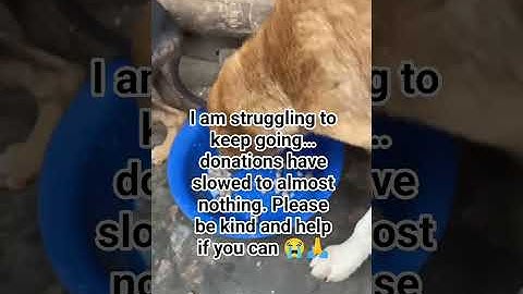 Our PayPal link is in our bio  even the smallest support means the world  ❤️🙏 #trending #viral