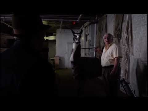 The Blacklist- Teddy Brimley llama scene