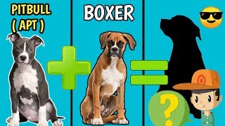 boxer dog cross breeds