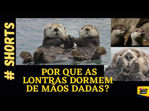 Vídeo: As lontras dormem?