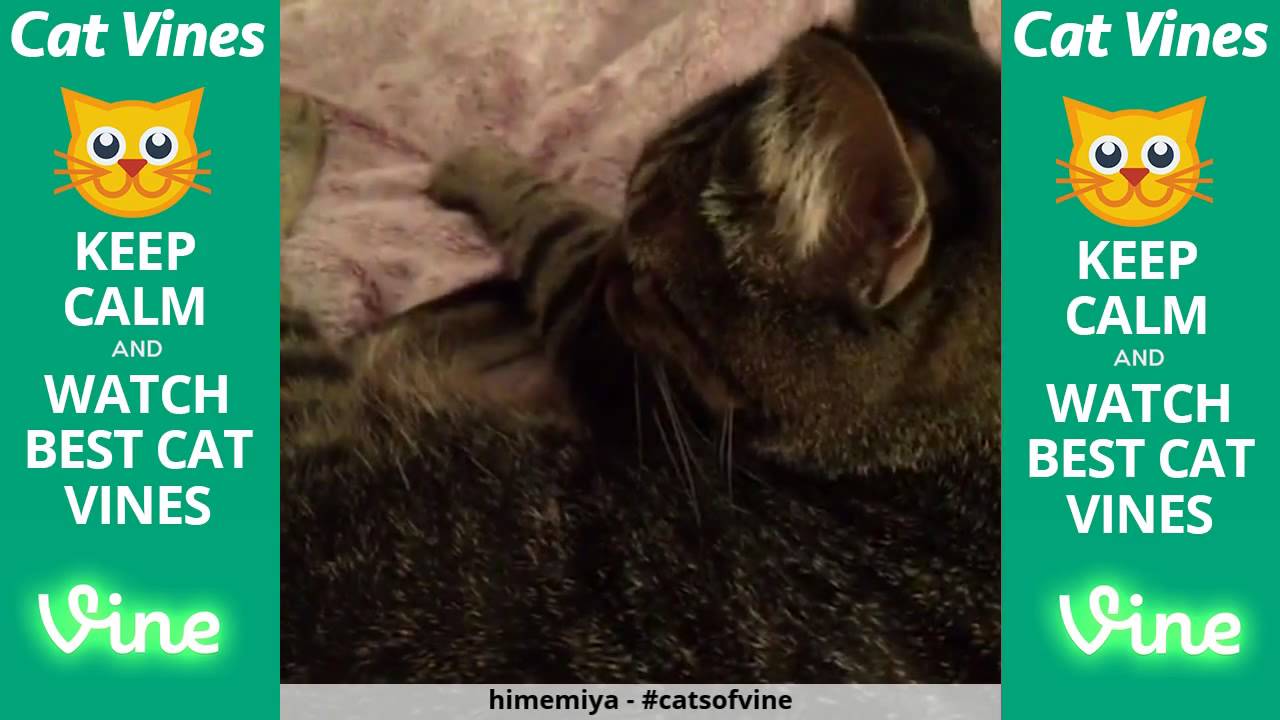 funniest videos download Funniest Cat Vines #30 - Updated August 10th, 2015