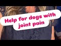 New treatment for dogs with joint pain