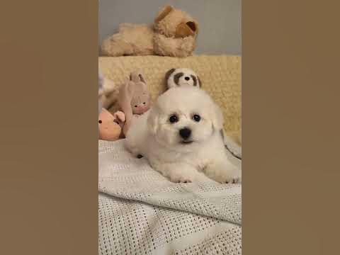 Малыш Немо - YouTube