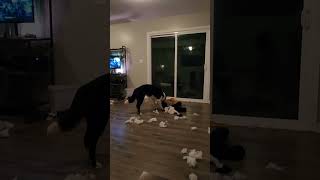 Crazy dogs tearing up toys