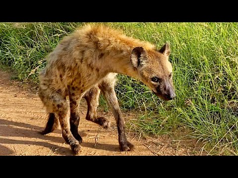 Download How Hyenas Live After A Lion Attack
