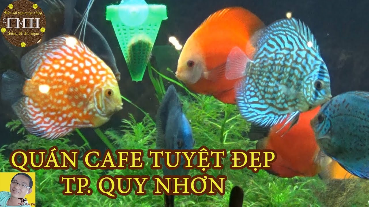 Quán CAFE đẹp tuyệt ở thành phố Quy Nhơn, Bình Định | CAFE Thủy Mộc