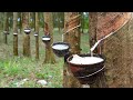 How Natural Rubber Latex Is Extracted From Millions Of Hevea Trees How Natural Rubber Latex Is Extracted From Millions Of Hevea Trees