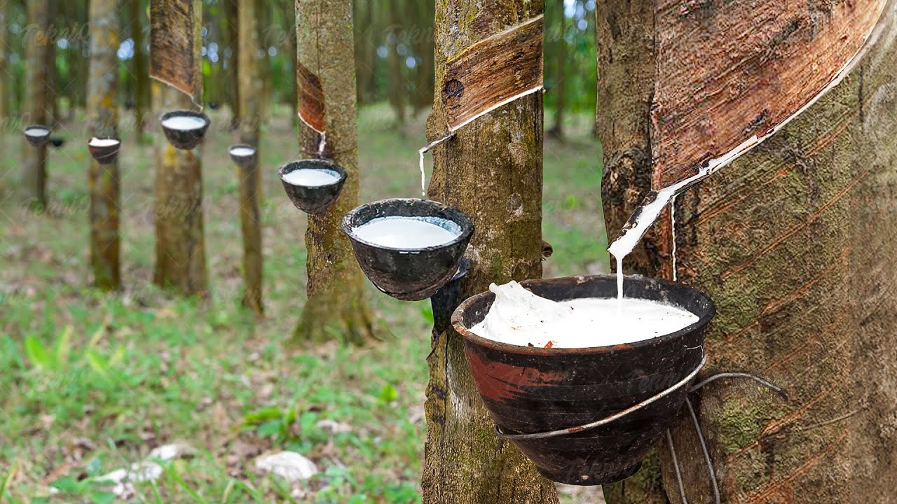 How Natural Rubber Latex is Extracted From Millions of Hevea Trees