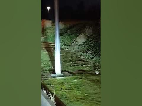 #Франция#зайцы#косят траву#шортс#shorts - YouTube