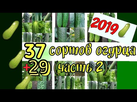 Крутейшие сорта огурцов 2019