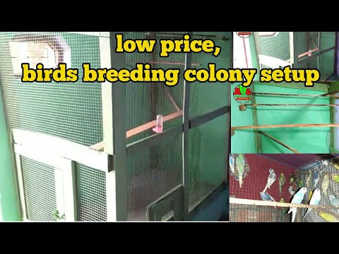 How make low price birds colony setup | new birds setup | kam pese me ...