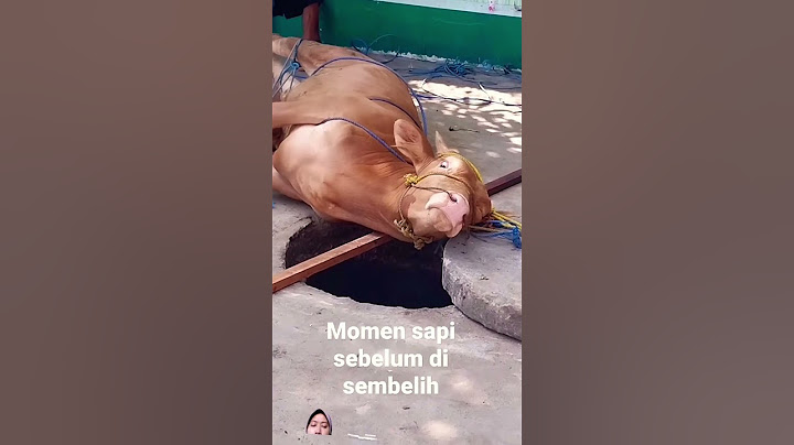 #qurban #kurban #harirayaqurban #iduladha #takbiran #cow #cowvideos #sapi #sapijumbo