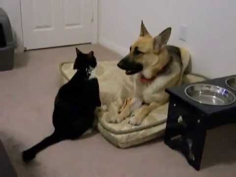 კატა აჩვენებს ძაღლს, თუ ვინ არის აქ ბოსი!!!