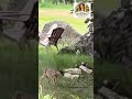 Doe and Her Fawn Moment #fawns #deer #fawnanddoe
