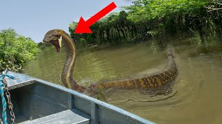 Scariest Creatures Of The Amazon