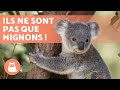 10 curiosits que vous ne connaissiez pas sur les koalas  dcouvrezles 