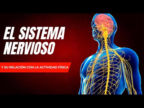 🏋️🧠SISTEMA NERVIOSO en