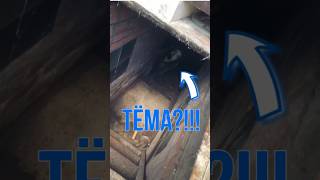 В моём подвале кто-то живёт