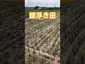 苗浮きすぎ田も植え直し無事に活着。