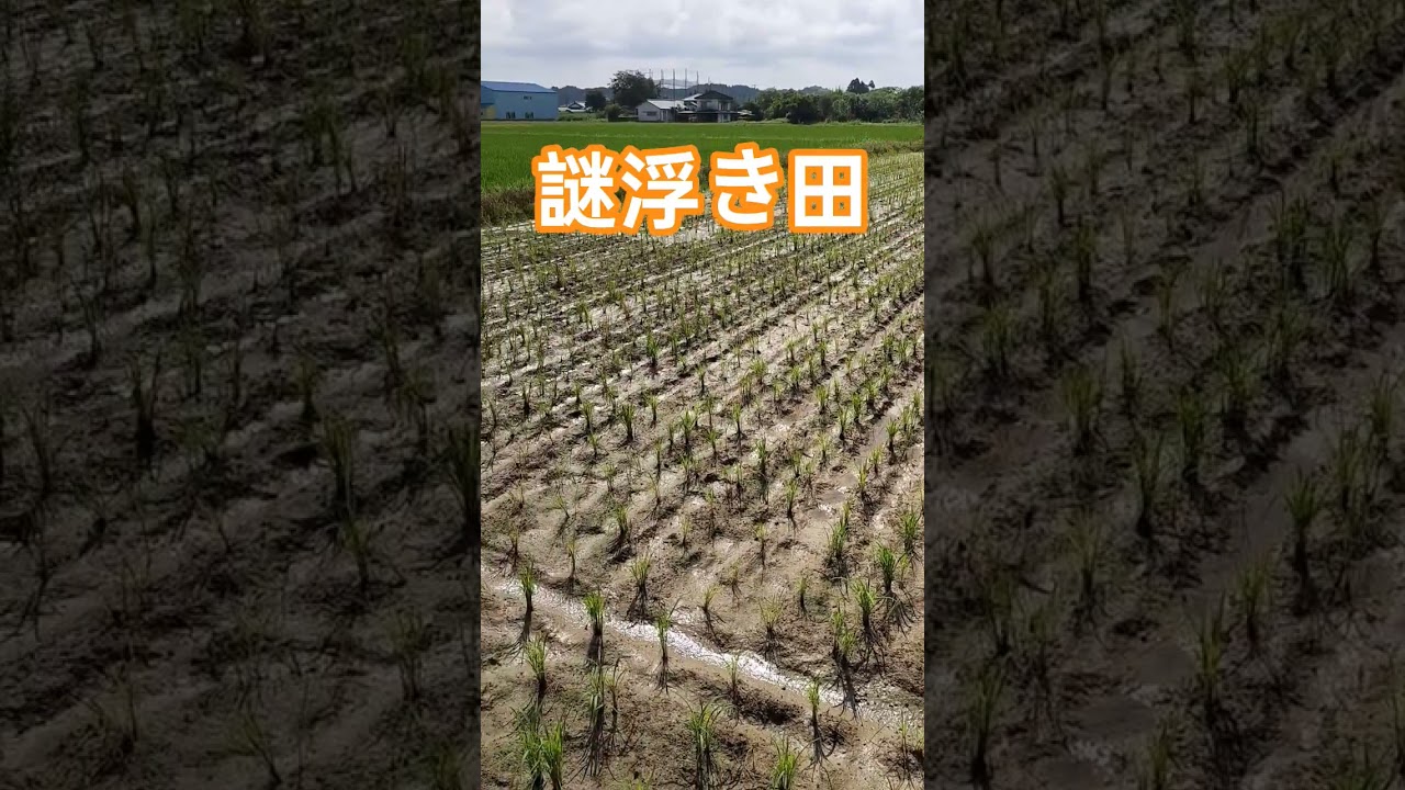 苗浮きすぎ田も植え直し無事に活着。