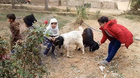 خرجه مع سلفاتي و حصدنا السبانخ