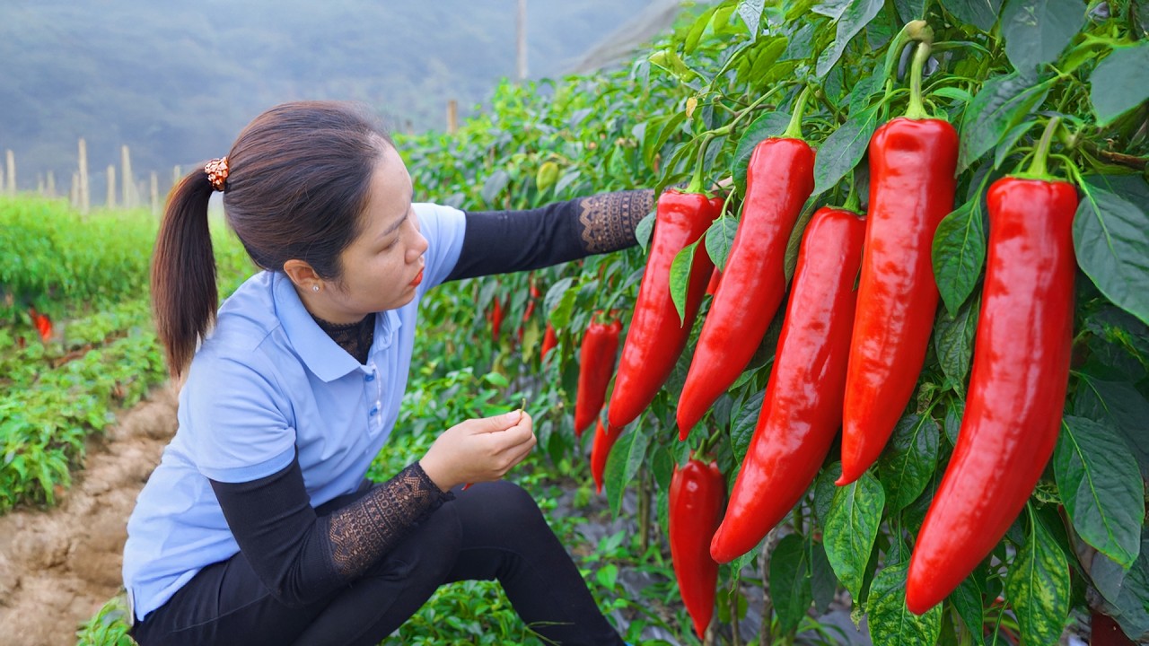 Harvesting 1000 + Kg Tan Thinh Red Chili Peppers To Sell At Market | Tieu Ca Free Bushcraft