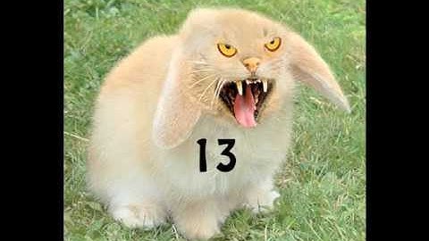 Fibonacci Killer Bunny Sequence