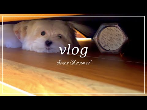 【vlog】プラスチック容器が大好きな赤ちゃんマルチーズ