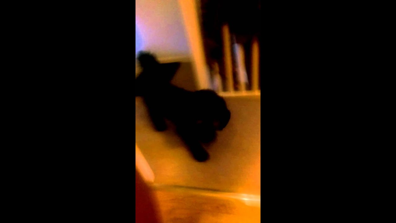 Dog showing concern over owners smokers cough (funny) YouTube