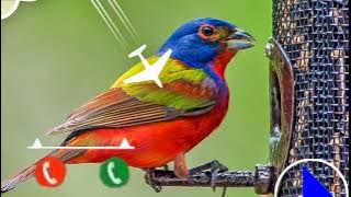 New Ringtone🐣🐣 Chidiya ka Awaaz Ringtone  2022🐦🐦🐦