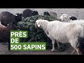 Syndicat mixte cyclad  collecte de sapins  2021