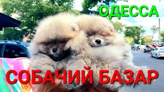 Собачий базар. Староконный рынок Одесса. Торговля собаками. Животные. Щенки. Питомцы. ТОП5 #зоотроп