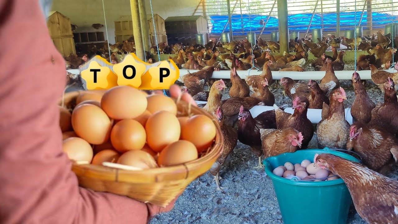 LUCRO GARANTIDO! Melhor Galinha Poedeira do BRASIL 🐓💲💲