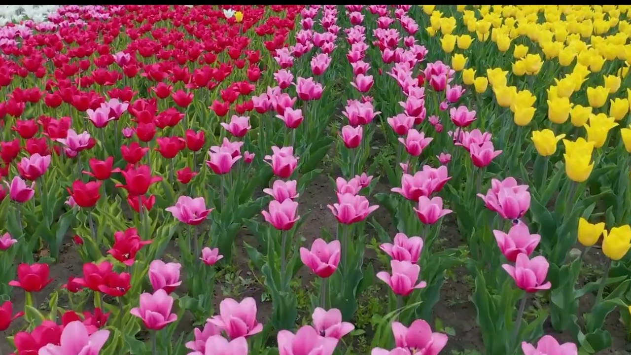 Yêu em giữa đời quên lãng