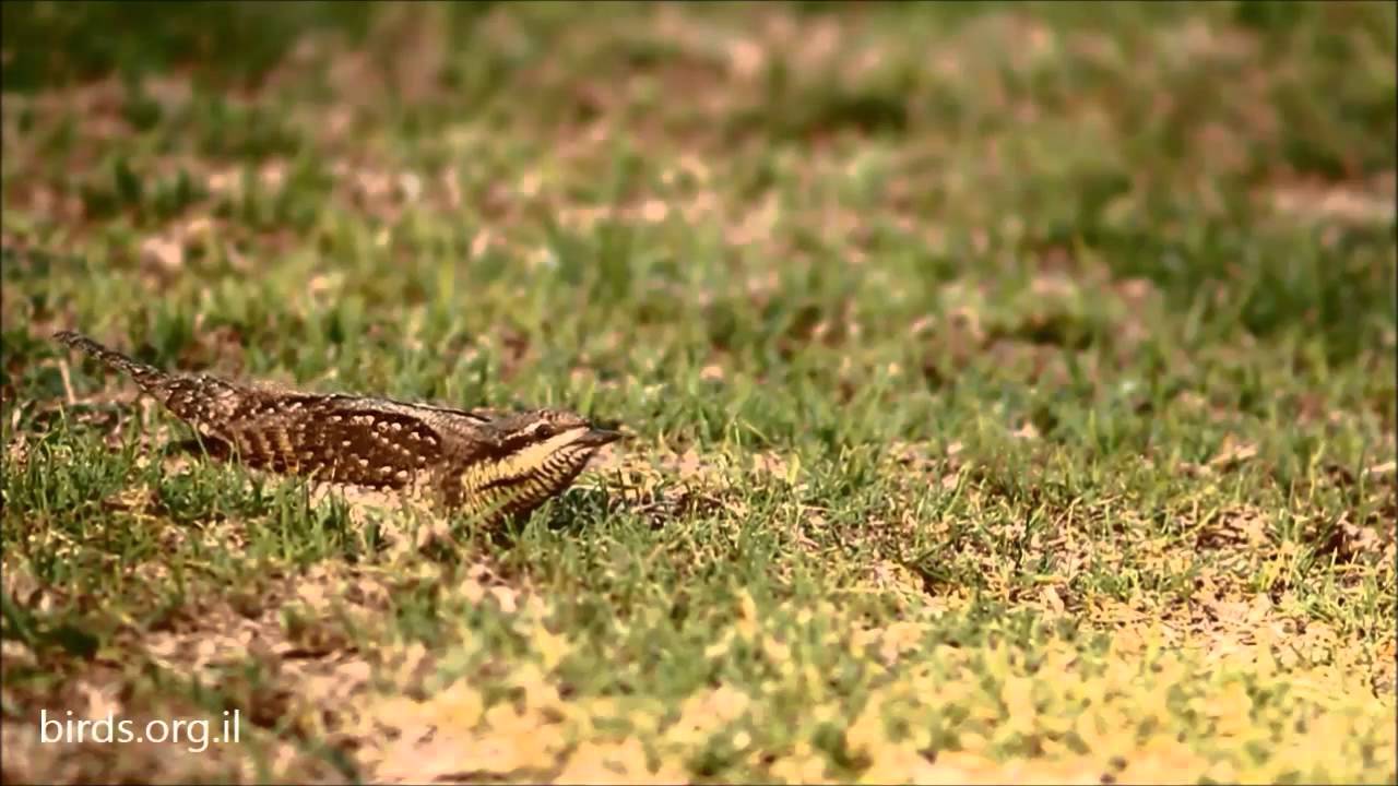 Eurasian Wryneck - Jynx torquilla - סבראש 