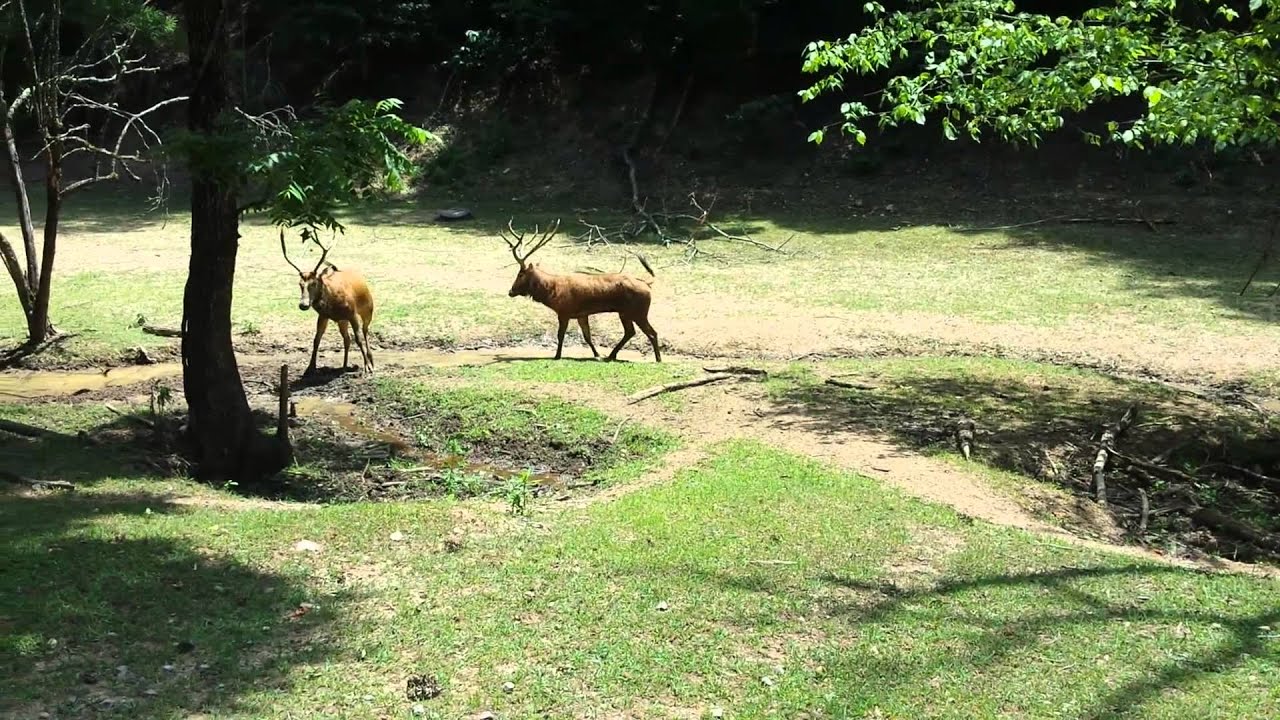 Rare Pere David deer fighting while in rut YouTube