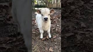 mini cow hamba hamba🐑🐏🦬