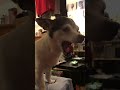 My dog yawning