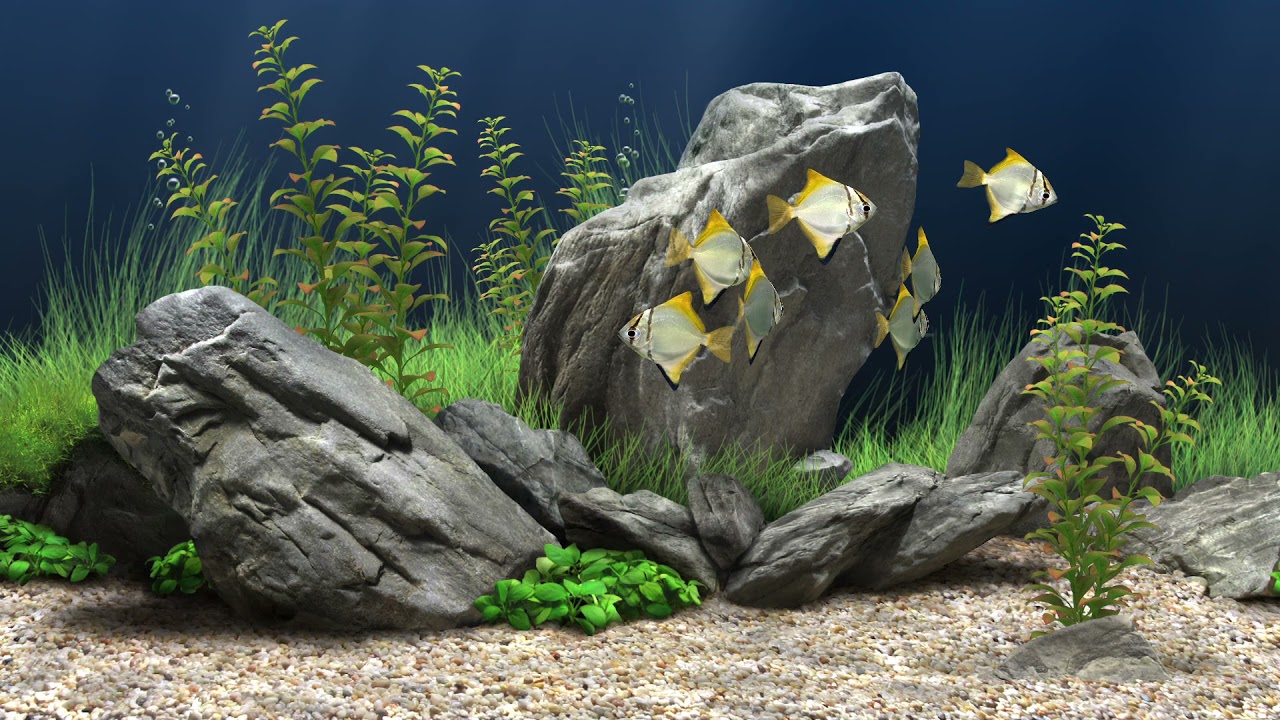 Silver Moony Fish Aquarium 2021