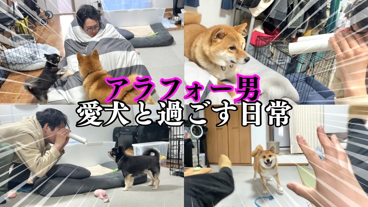 Shiba Inu and Chihuahua x Full Power Man] An old man boy playing