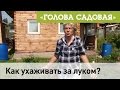 Голова садовая - Как ухаживать за луком?