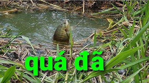 câu cá sặc rằn, cận cảnh cá cắn phao thật sướng mắt @TAMCARO