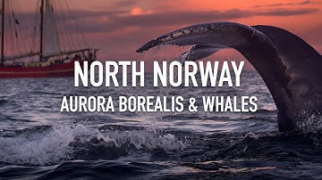 North Norway, Aurora Borealis & Whales
