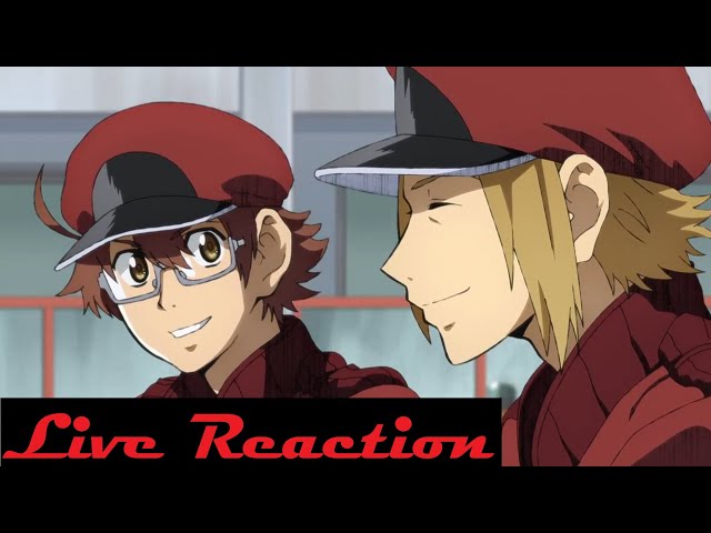 Aiya on X: Hataraku Saibou Black Ep 7 Red Blood Cell won the