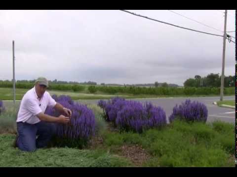 Video: Scabiosa өсүмдүктөрү: Pincushion гүлүн кантип өстүрүү керек