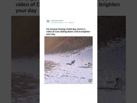 Cow sliding meme