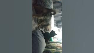 Dog and Cat Play Together in Bed - 1298935