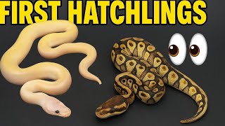 Showing off first ever hatchling ball python here @dalostserpents !!!🐍😱